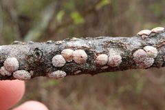 Lecanodiaspis prosopidis by (c) Jeff Clark, some rights reserved (CC BY), uploaded by Jeff Clark. Used under a CC-BY license.