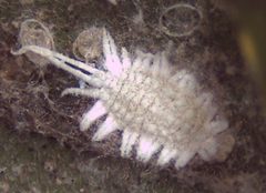 Ferrisia virgata by (c) aubrey_moore, some rights reserved (CC BY), uploaded by aubrey_moore. Used under a CC-BY license.