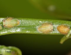 Diaphorina citri by no rights reserved, uploaded by Jesse Rorabaugh. Used under a CC0 license.