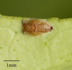 Diaphorina citri by no rights reserved, uploaded by Jesse Rorabaugh. Used under a CC0 license.