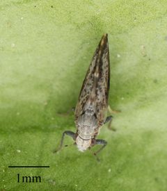 Diaphorina citri by no rights reserved, uploaded by Jesse Rorabaugh. Used under a CC0 license.