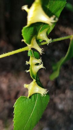 Phylloxera caryaefoliae by (c) Alan Rockefeller, some rights reserved (CC BY), uploaded by Alan Rockefeller. Used under a CC-BY license.