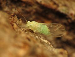 Cacopsylla by (c) Katja Schulz, some rights reserved (CC BY). Used under a CC-BY license.