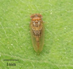 Ctenarytaina longicauda by no rights reserved, uploaded by Jesse Rorabaugh. Used under a CC0 license.