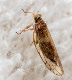 Carsidaridae by (c) portioid, some rights reserved (CC BY), uploaded by portioid. Used under a CC-BY license.