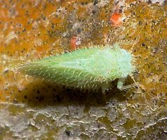 Aphalaroida spinifera by (c) Lon Brehmer, some rights reserved (CC BY), uploaded by Lon Brehmer. Used under a CC-BY license.