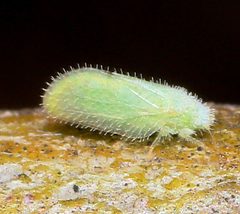 Aphalaroida spinifera by (c) Lon Brehmer, some rights reserved (CC BY), uploaded by Lon Brehmer. Used under a CC-BY license.