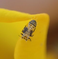 Arytainilla spartiophila by (c) giantcicada, some rights reserved (CC BY), uploaded by giantcicada. Used under a CC-BY license.