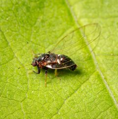 Baeoalitriozus diospyri by (c) Justin Williams, some rights reserved (CC BY), uploaded by Justin Williams. Used under a CC-BY license.