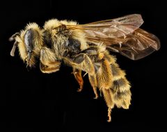 Andrena astragali by no rights reserved, uploaded by USGS Bee Inventory and Monitoring Lab. Used under a CC0 license.