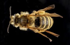 Andrena astragali by no rights reserved, uploaded by USGS Bee Inventory and Monitoring Lab. Used under a CC0 license.