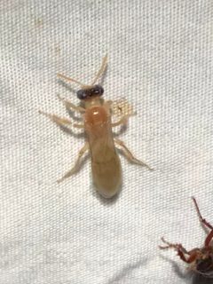 Perdita bequaerti by (c) Jared Shorma, some rights reserved (CC BY), uploaded by Jared Shorma. Used under a CC-BY license.