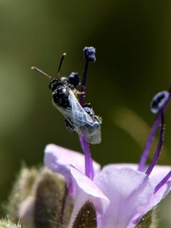 Perdita marcialis by (c) Elliott Gordon, some rights reserved (CC BY), uploaded by Elliott Gordon. Used under a CC-BY license.