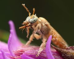 Perdita perpallida by (c) Thilina Hettiarachchi, some rights reserved (CC BY), uploaded by Thilina Hettiarachchi. Used under a CC-BY license.