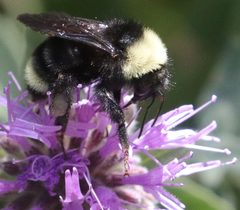 Bombus fervidus by (c) Pinnacles National Park, some rights reserved (CC BY), uploaded by Pinnacles National Park. Used under a CC-BY license.