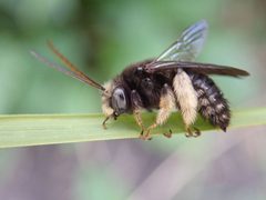 Melissodes bimaculatus by (c) eamonccorbett, some rights reserved (CC BY), uploaded by eamonccorbett. Used under a CC-BY license.