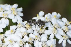 Epeolus americanus by (c) Syd Cannings, some rights reserved (CC BY), uploaded by Syd Cannings. Used under a CC-BY license.
