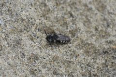Epeolus americanus by (c) Syd Cannings, some rights reserved (CC BY), uploaded by Syd Cannings. Used under a CC-BY license.