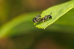 Ceratina acantha by (c) Jeff Bartlett, some rights reserved (CC BY), uploaded by Jeff Bartlett. Used under a CC-BY license.