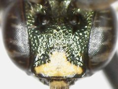 Ceratina calcarata by (c) bdagley, some rights reserved (CC BY), uploaded by bdagley. Used under a CC-BY license.