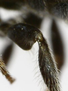 Ceratina calcarata by (c) bdagley, some rights reserved (CC BY), uploaded by bdagley. Used under a CC-BY license.