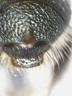Ceratina calcarata by (c) bdagley, some rights reserved (CC BY), uploaded by bdagley. Used under a CC-BY license.