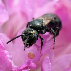 Ceratina calcarata by (c) Amy Schnebelin, some rights reserved (CC BY), uploaded by Amy Schnebelin. Used under a CC-BY license.