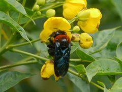 Xylocopa by (c) Matt Muir, some rights reserved (CC BY), uploaded by Matt Muir. Used under a CC-BY license.