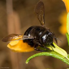 Xylocopa tabaniformis orpifex by (c) Ken-ichi Ueda, some rights reserved (CC BY), uploaded by Ken-ichi Ueda. Used under a CC-BY license.
