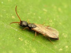 Bethylidae by (c) Katja Schulz, some rights reserved (CC BY). Used under a CC-BY license.