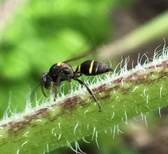 Hoplisoides semipunctatus by (c) James Kindt, some rights reserved (CC BY), uploaded by James Kindt. Used under a CC-BY license.