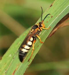 Stizus brevipennis by (c) mayfly1963, some rights reserved (CC BY), uploaded by mayfly1963. Used under a CC-BY license.