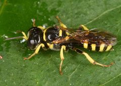 Crossocerus nitidiventris by (c) skitterbug, some rights reserved (CC BY), uploaded by skitterbug. Used under a CC-BY license.