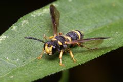 Cerceris insolita by no rights reserved, uploaded by Mike Mulqueen. Used under a CC0 license.