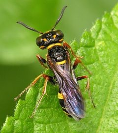 Philanthus gibbosus by (c) skitterbug, some rights reserved (CC BY), uploaded by skitterbug. Used under a CC-BY license.