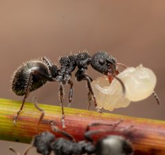 Dolichoderus by (c) Nigel Main, some rights reserved (CC BY), uploaded by Nigel Main. Used under a CC-BY license.
