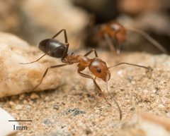 Dorymyrmex bicolor by no rights reserved, uploaded by Jesse Rorabaugh. Used under a CC0 license.