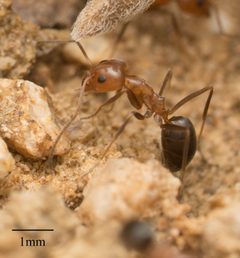 Dorymyrmex bicolor by no rights reserved, uploaded by Jesse Rorabaugh. Used under a CC0 license.
