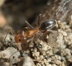 Dorymyrmex bicolor by no rights reserved, uploaded by Jesse Rorabaugh. Used under a CC0 license.