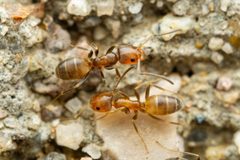 Forelius pruinosus by (c) Jake Nitta, some rights reserved (CC BY), uploaded by Jake Nitta. Used under a CC-BY license.