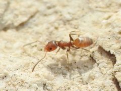 Forelius pruinosus by (c) Sam Kieschnick, some rights reserved (CC BY), uploaded by Sam Kieschnick. Used under a CC-BY license.