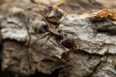 Liometopum luctuosum by (c) Jake Nitta, some rights reserved (CC BY), uploaded by Jake Nitta. Used under a CC-BY license.