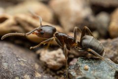 Liometopum luctuosum by (c) Jake Nitta, some rights reserved (CC BY), uploaded by Jake Nitta. Used under a CC-BY license.