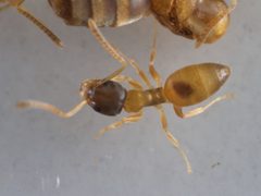 Tapinoma melanocephalum by (c) portioid, some rights reserved (CC BY), uploaded by portioid. Used under a CC-BY license.