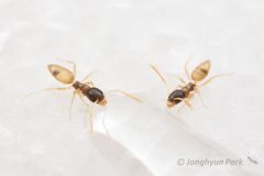 Tapinoma melanocephalum by (c) Jonghyun Park, some rights reserved (CC BY), uploaded by Jonghyun Park. Used under a CC-BY license.