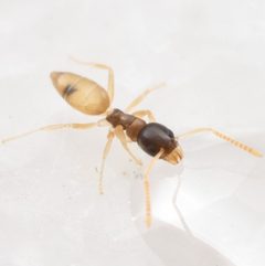 Tapinoma melanocephalum by (c) Jonghyun Park, some rights reserved (CC BY), uploaded by Jonghyun Park. Used under a CC-BY license.