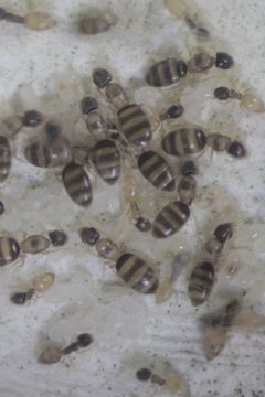 Tapinoma melanocephalum by (c) 胡正恆(Jackson Hu), some rights reserved (CC BY), uploaded by 胡正恆(Jackson Hu). Used under a CC-BY license.