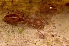 Ectatomminae by no rights reserved, uploaded by Philipp Hoenle. Used under a CC0 license.