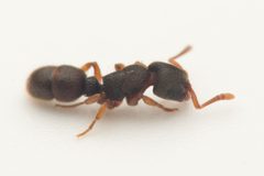 Ectatomminae by (c) Nigel Main, some rights reserved (CC BY), uploaded by Nigel Main. Used under a CC-BY license.