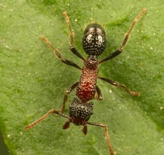 Ectatomminae by (c) portioid, some rights reserved (CC BY), uploaded by portioid. Used under a CC-BY license.